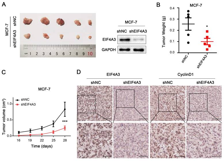 J Cancer Image