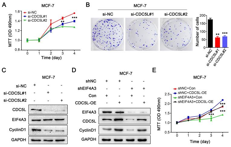 J Cancer Image