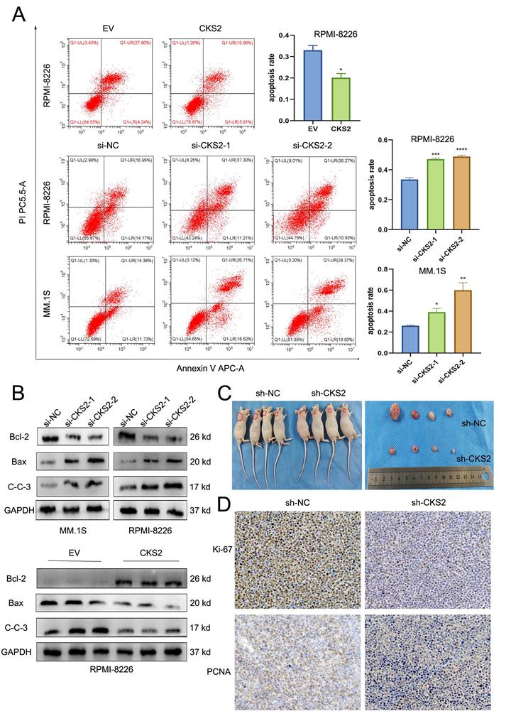 J Cancer Image