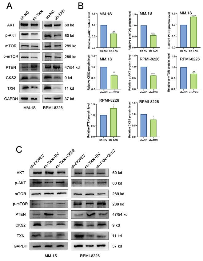 J Cancer Image