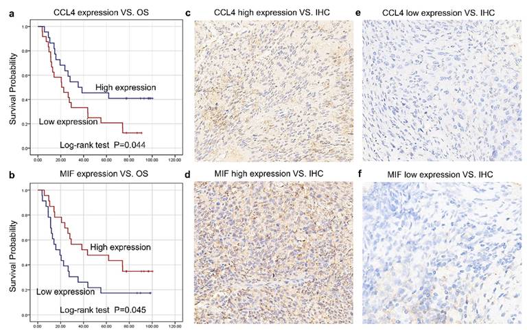 J Cancer Image