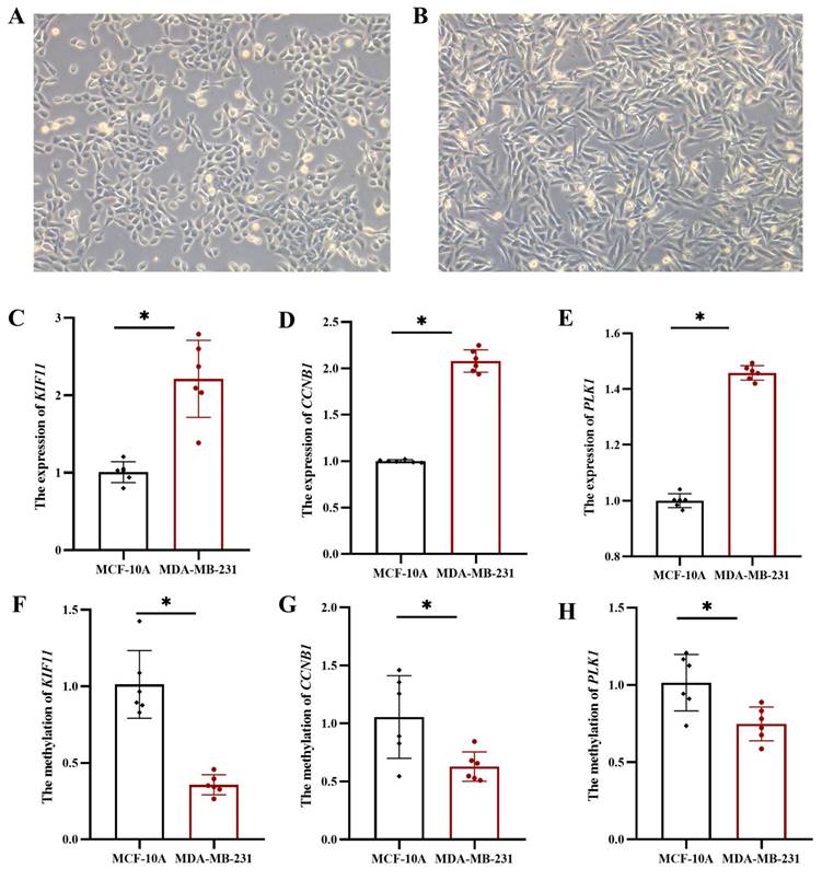 J Cancer Image