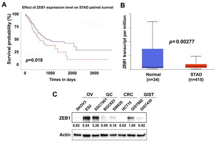 J Cancer Image