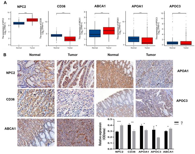 J Cancer Image