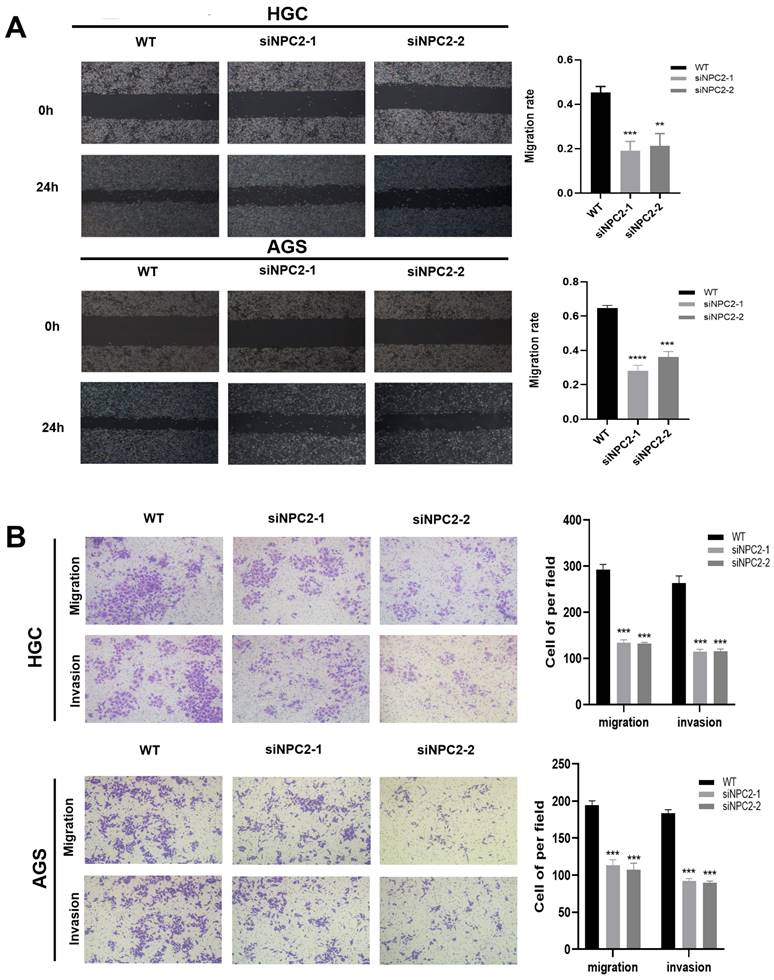 J Cancer Image