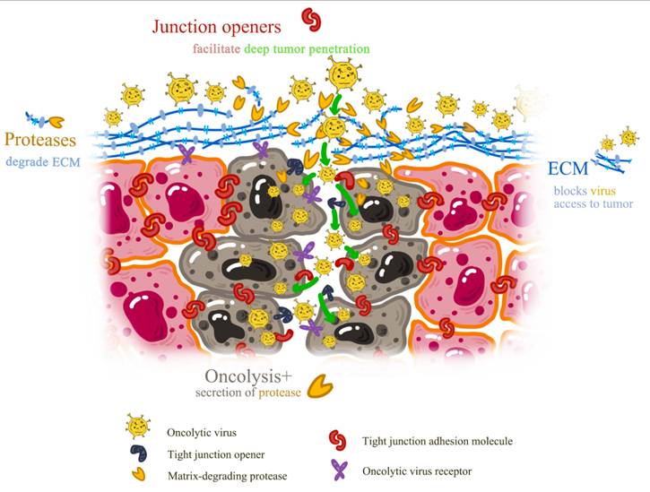 J Cancer Image