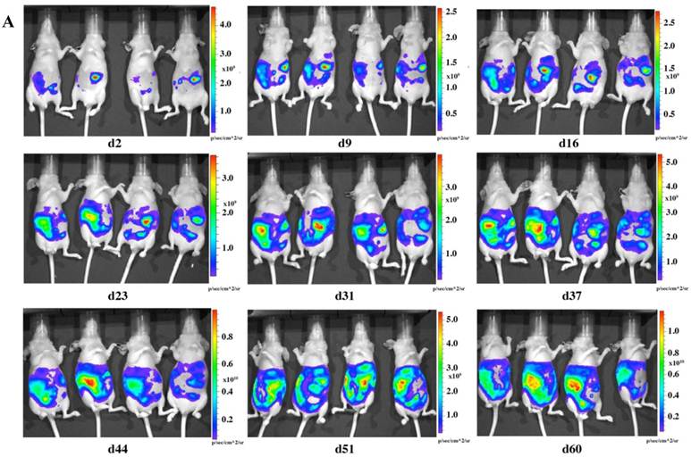 In vivo imaging of LMB-H226-GL tumors in nude mice. A 