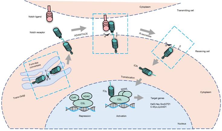 The Carcinogenic Role Of The Notch Signaling Pathway In The Development Of Hepatocellular Carcinoma
