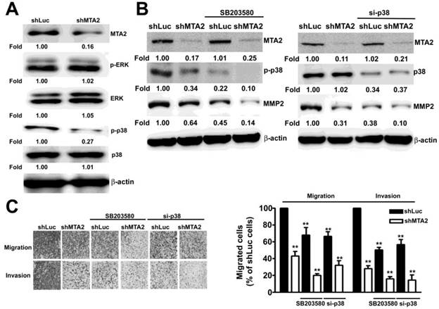 J Cancer Image