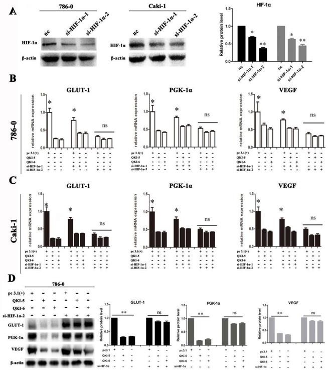 The Rna Binding Protein Qki Suppresses Tumorigenesis Of Clear Cell Renal Cell Carcinoma By Regulating The Expression Of Hif 1a