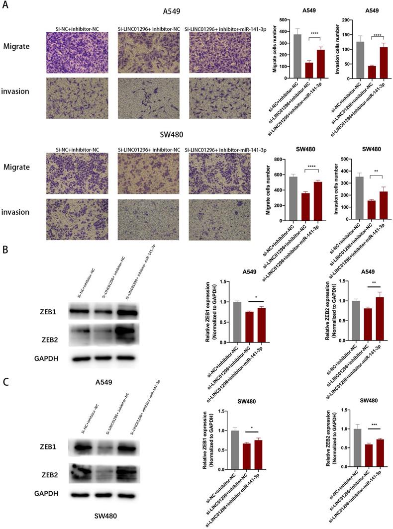 J Cancer Image