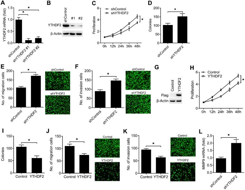 Ythdf2 Inhibit The Tumorigenicity Of Endometrial Cancer Via Downregulating The Expression Of Irs1 Methylated With M6a