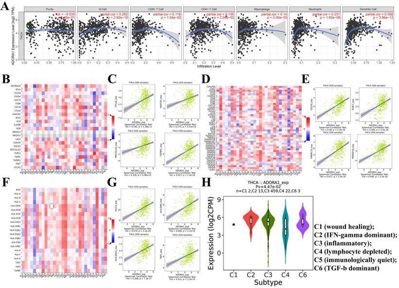 ADORA1 is a diagnostic-related biomarker and correlated with immune ...