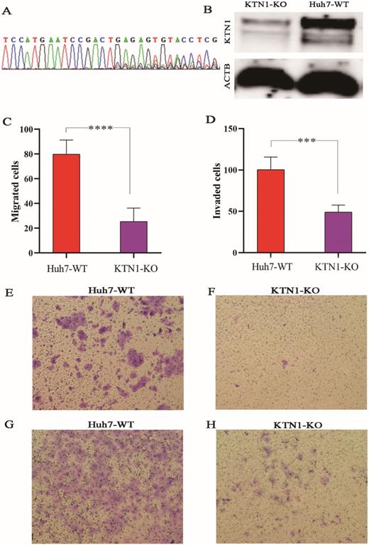 J Cancer Image