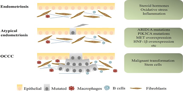 PDF) Clinicopathologic Characteristics and Causes of Postmenopausal Bleeding  in Older Patients