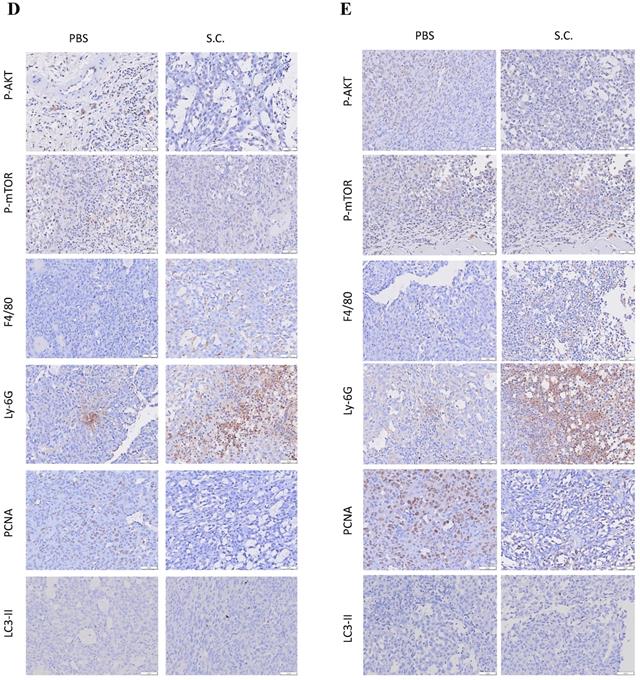 J Cancer Image