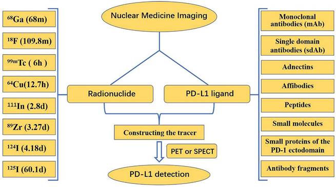 J Cancer Image