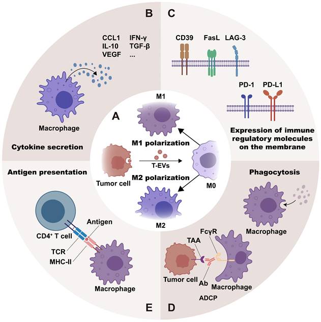 Tumor Cell-derived Extracellular Vesicles in Modulating Phenotypes and ...