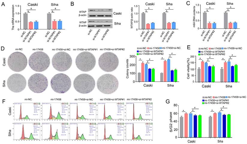 J Cancer Image