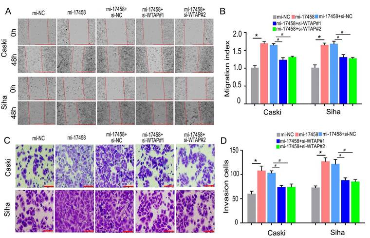 J Cancer Image