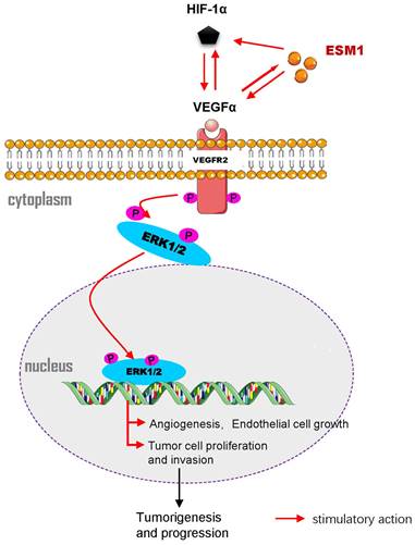 CircATRNL1 activates Smad4 signaling to inhibit angiogenesis and