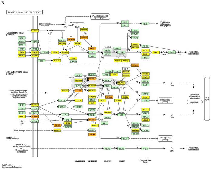 Bioinformatics and Expression Analyses of miR-639, miR-641, miR-1915-3p ...