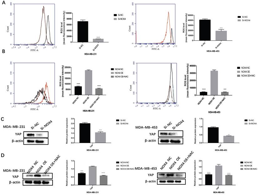 Nox4 Derived Ros Regulates Aerobic Glycolysis Of Breast Cancer Through Yap Pathway