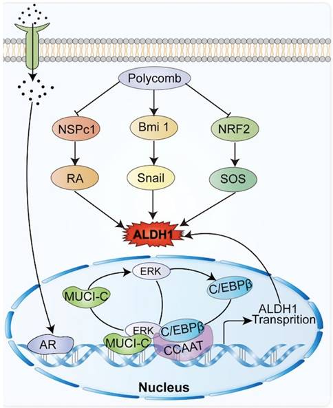 Mechanisms underlying the changes in acetaldehyde dehydrogenase 1 in ...