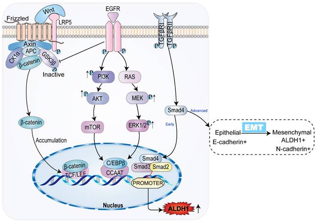 Mechanisms underlying the changes in acetaldehyde dehydrogenase 1 in ...