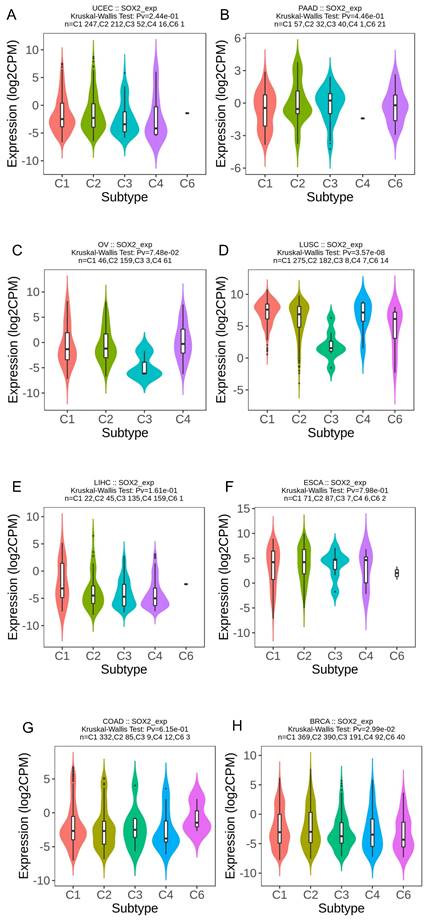 Pan-Cancer Analysis Reveals SOX2 as a Promising Prognostic and ...