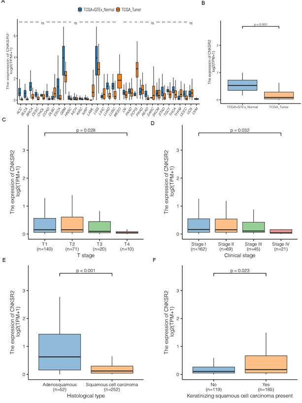 Cnksr2 Expression Is Correlated With Immune Infiltrates In Cervical 