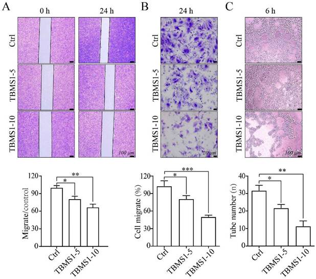 J Cancer Image