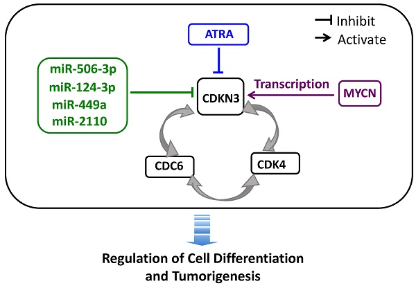 Identification of CDKN3 as a Key Gene that Regulates Neuroblastoma ...