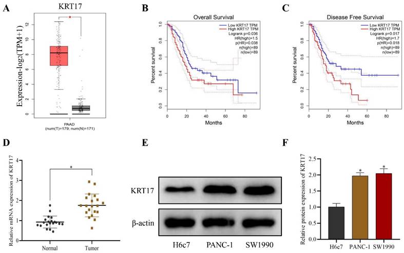 J Cancer Image