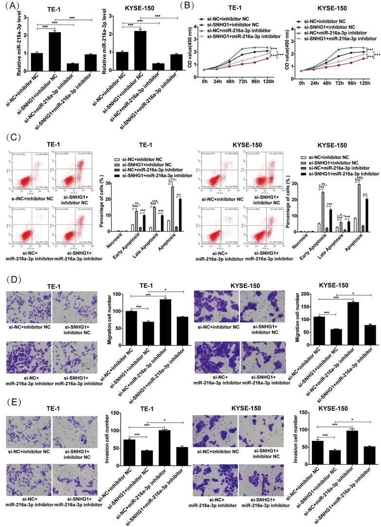 J Cancer Image