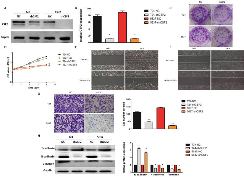 J Cancer Image