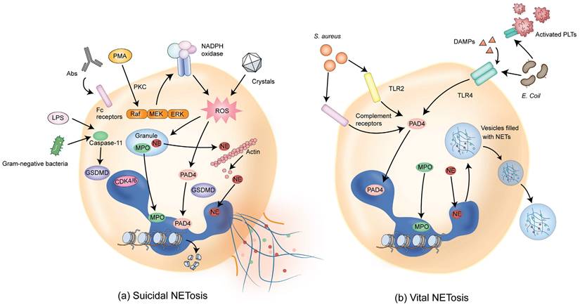 J Cancer Image