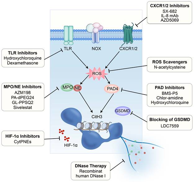 J Cancer Image