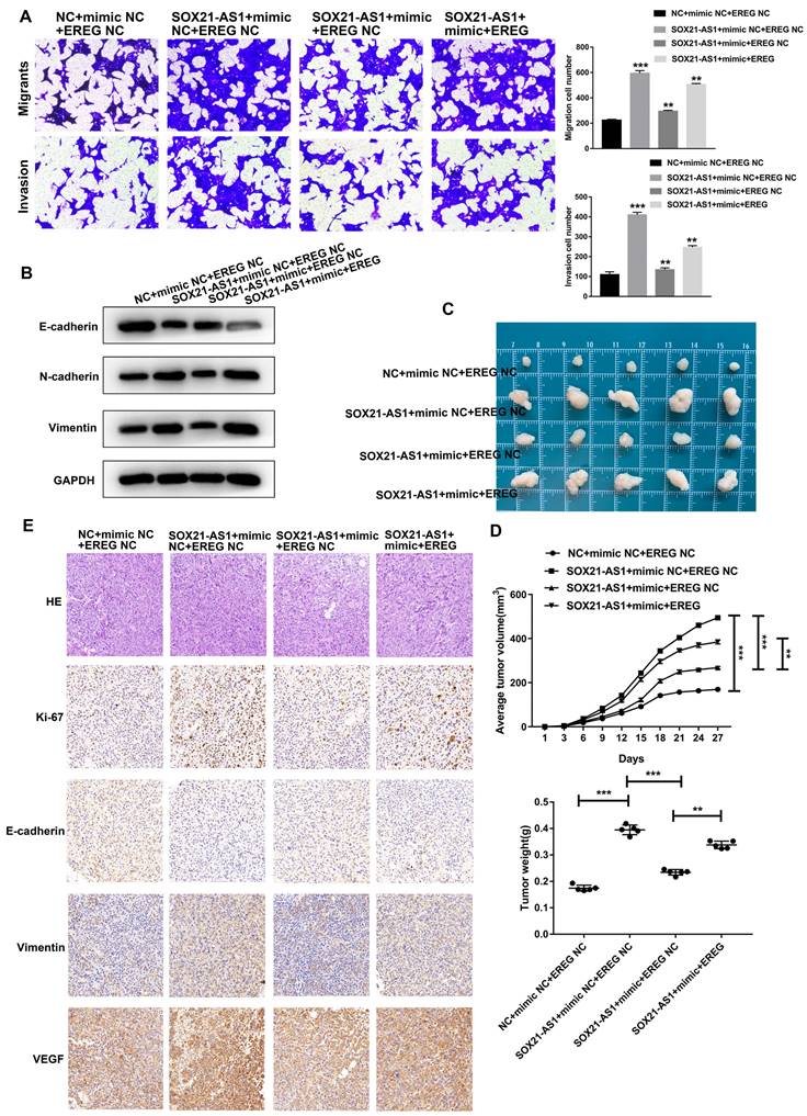 J Cancer Image