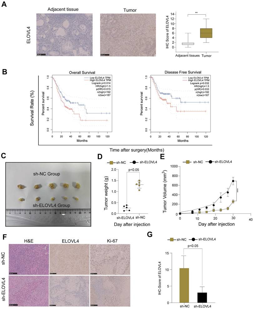 J Cancer Image