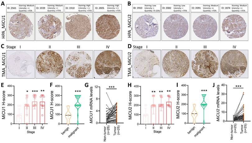 J Cancer Image