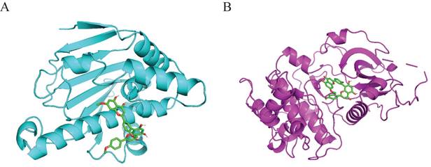 J Cancer Image