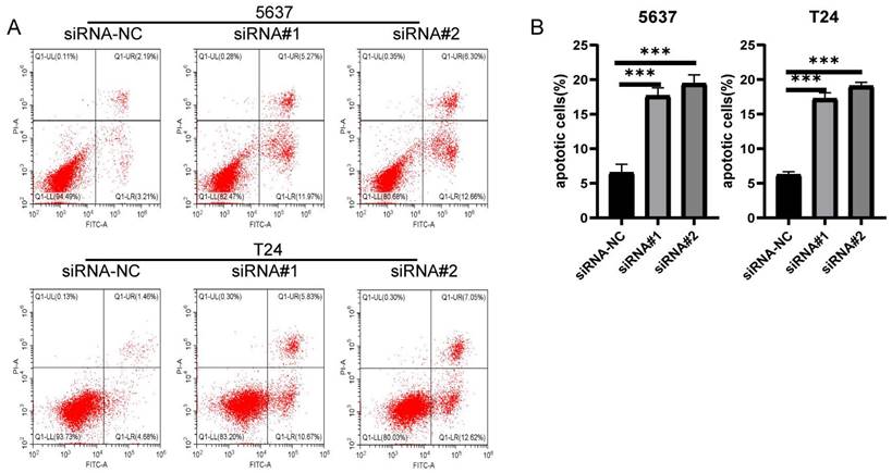J Cancer Image