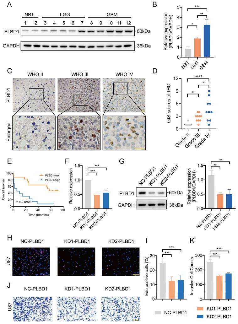 J Cancer Image