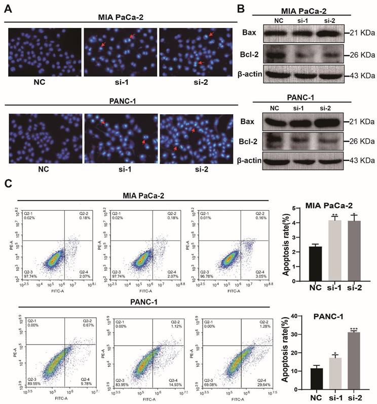 J Cancer Image