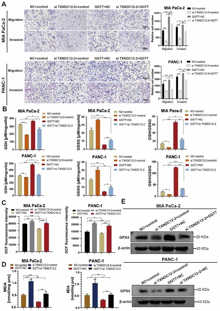 J Cancer Image