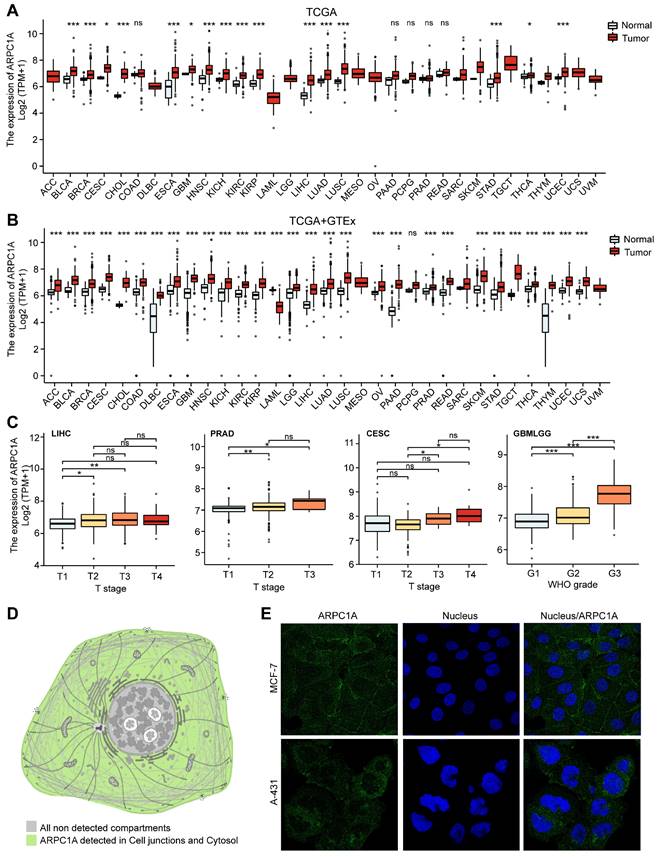 J Cancer Image