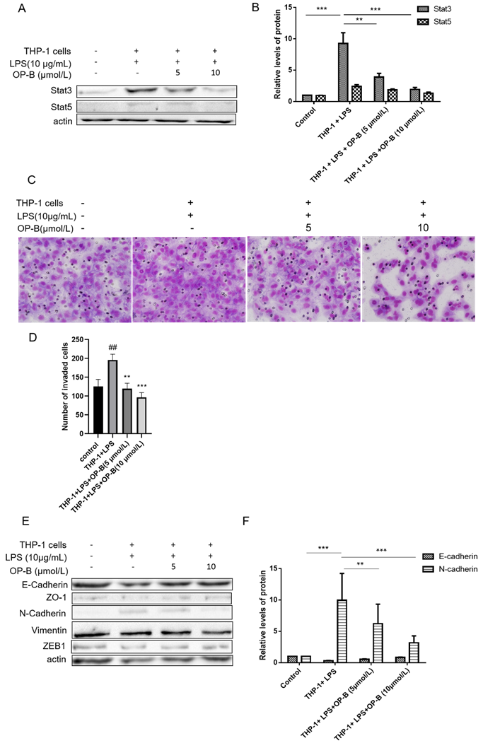 J Cancer Image