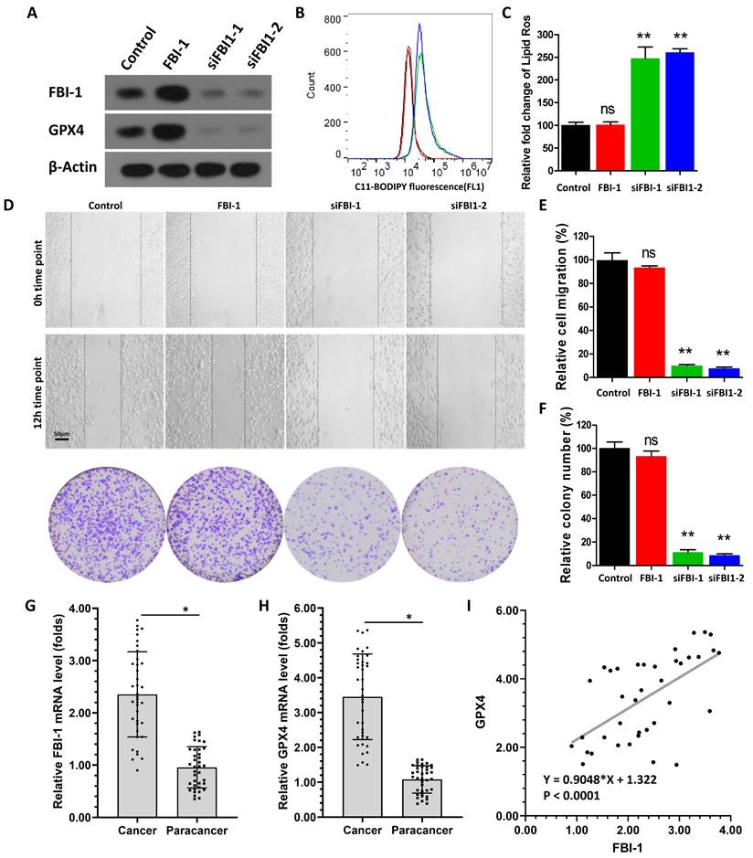 J Cancer Image