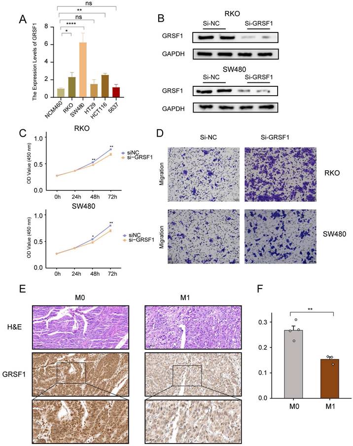 J Cancer Image